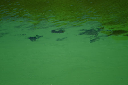 Eutrophication of the Torrejon Tietar reservoir caused by a dense bloom of algae. Monfrague National...