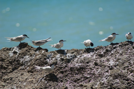 White-fronted terns Sterna striata. Cape Kidnappers Gannet Reserve. North Island. New Zealand.の写真素材