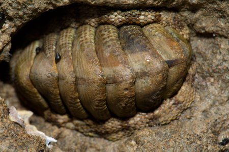 Snakeskin chiton Sapharochiton pelliserpentis. Cape Kidnappers Gannet Reserve. North Island. New...