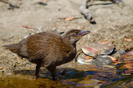 Steward Island weka Gallirallus australis scotti. Juvenile drinking water. Boulder Beach. Ulva Island. Rakiura National Park. New Zealand.の写真素材