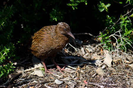 Steward Island weka Gallirallus australis scotti. Boulder Beach. Ulva Island. Rakiura National Park. New Zealand.の写真素材