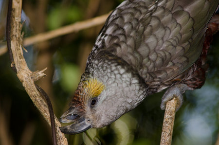 South Island kaka Nestor meridionalis biting a branch. Ulva Island. Rakiura National Park. New...