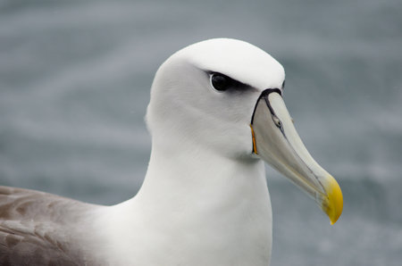 White-capped albatross Thalassarche cauta steadi. Stewart Island offshore. New Zealand.