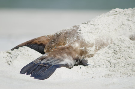 Flipper of a New Zealand sea lion Phocarctos hookeri. Te Rauone. Otago Peninsula. Otago. South Island. New Zealand.の写真素材