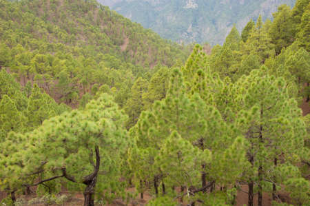 Forest of Canary Island pine Pinus canariensis. Caldera de Taburiente National Park. The Palm. Canary Islands. Spain.の写真素材