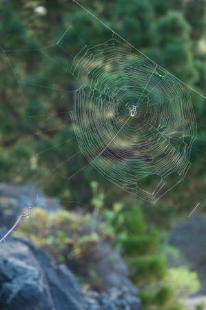 Orb-weaver spider Agalenatea redii in its web. Tamanca Protected Landscape. The Palm. Canary Islands. Spain.の写真素材