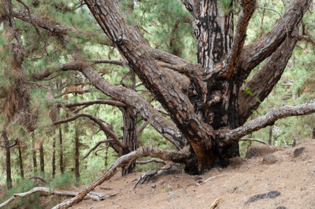 Canary Islands pine Pinus canariensis partially burned. Caldera de Taburiente National Park. The Palm. Canary Islands. Spain.の写真素材