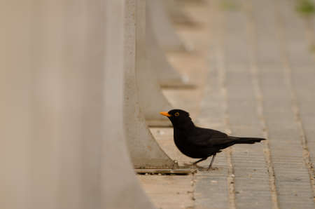 Male common blackbird Turdus merula cabrerae. Las Palmas de Gran Canaria. Gran Canaria. Canary Islands. Spain.の写真素材