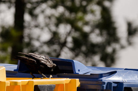 Canary Islands raven Corvus corax canariensis looking for food in a garbage container. The Nublo Rural Park. Gran Canaria. Canary Islands. Spain.の写真素材