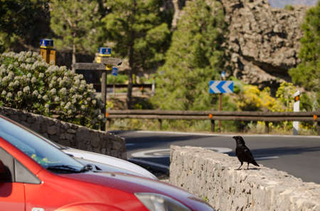 Canary Islands raven Corvus corax canariensis on the wall of a parking lot. The Nublo Rural Park. Tejeda. Gran Canaria. Canary Islands. Spain.の写真素材