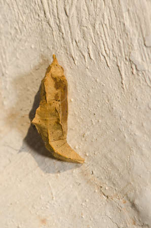 Pupa of small white Pieris rapae on a wall. Cruz de Pajonales. Integral Natural Reserve of Inagua. Tejeda. Gran Canaria. Canary Islands. Spain.の素材 [FY310181565079]