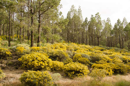 Forest of Canary Island pine Pinus canariensis and undergrowth of Teline microphylla in flower. Tejeda. Gran Canaria. Canary Islands. Spain.の写真素材
