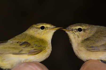 Willow warbler Phylloscopus trochilus and Canary Islands chiffchaff Phylloscopus canariensis. Tejeda. Gran Canaria. Canary Islands. Spain.の写真素材