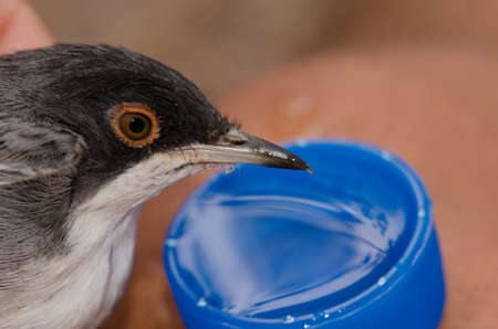 Giving water to a Sardinian warbler Sylvia melanocephala leucogastra captured for scientific banding. Male. Gran Canaria. Canary Islands. Spain.の写真素材