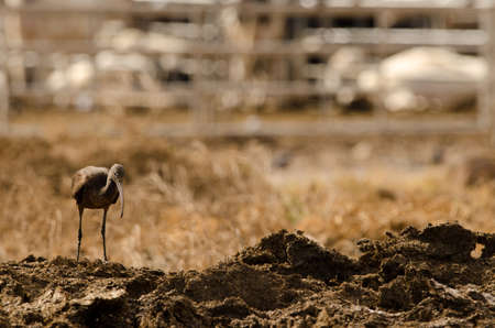 Glossy ibis Plegadis falcinellus standing. Aguimes. Gran Canaria. Canary Islands. Spain.の写真素材