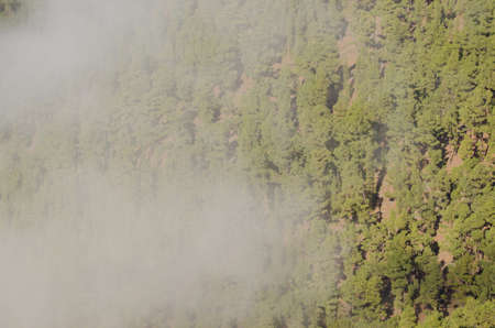 Forest of Canary Island pine Pinus canariensis in the fog. Garafia. La Palma. Canary Islands. Spain.
