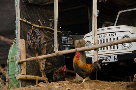 Las Tricias, October 27, 2021: Chickens in a garage of Garafia. La Palma. Canary Islands. Spain.のeditorial素材