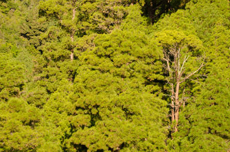 Forest of Canary Island pine Pinus canariensis. Santa Cruz de La Palma. La Palma. Canary Islands. Spain.の写真素材