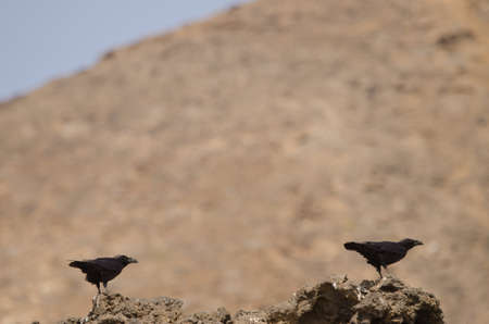 Canary Islands ravens Corvus corax canariensis. Montana Clara. Integral Natural Reserve of Los Islotes. Canary Islands. Spain.の写真素材