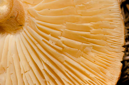 Underside of a mushroom showing the gills. Tenerife. Canary Islands. Spain.の写真素材