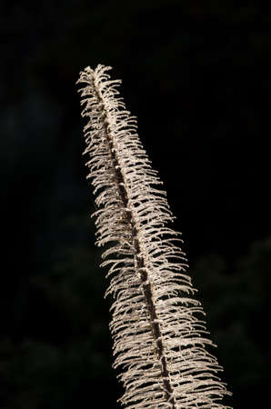 Dried tower of jewels Echium wildpretii against the light. Teide National Park. Tenerife. Canary Islands. Spain.の写真素材