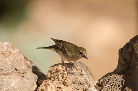 Tenerife blue chaffinch Fringilla teydea. Female. Las Lajas. Vilaflor. Corona Forestal Natural Park. Tenerife. Canary Islands. Spain.の写真素材