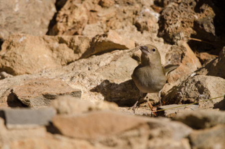 Tenerife blue chaffinch Fringilla teydea. Female drinking water. Las Lajas. Vilaflor. Corona Forestal Natural Park. Tenerife. Canary Islands. Spain.の写真素材