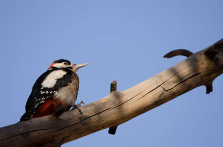 Great spotted woodpecker Dendrocopos major canariensis. Male. Las Lajas. Vilaflor. Corona Forestal Natural Park. Tenerife. Canary Islands. Spain.の写真素材