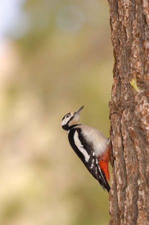 Great spotted woodpecker Dendrocopos major canariensis. Male. Las Lajas. Vilaflor. Corona Forestal Natural Park. Tenerife. Canary Islands. Spain.の写真素材