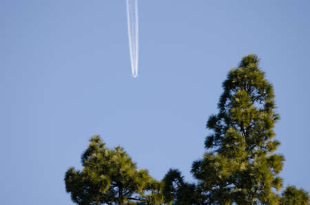 Canary Island pines Pinus canariensis and airplane in the background. Orone Protected Landscape. La...