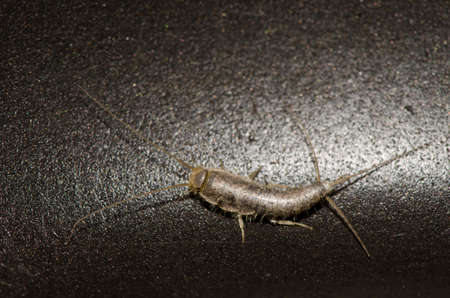 Silverfish Lepisma saccharinum inside a house. La Palmita. Agulo. La Gomera. Canary Islands. Spain.の写真素材