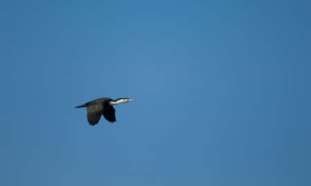 Great cormorant Phalacrocorax carbo in flight. Sarpan Island. Iles de la Madeleine National Park. Dakar. Senegal.の写真素材