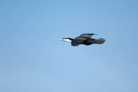 Great cormorant Phalacrocorax carbo in flight. Sarpan Island. Iles de la Madeleine National Park. Dakar. Senegal.の写真素材