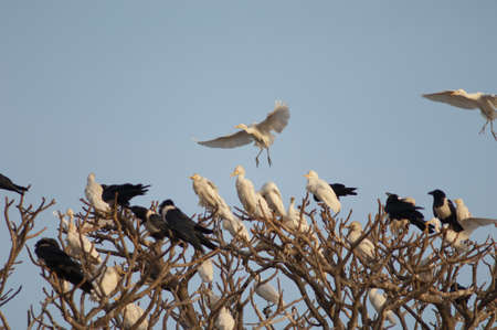 Cattle egrets Bubulcus ibis and pied crows Corvus albus on a communal roost. Dakar. Senegal.