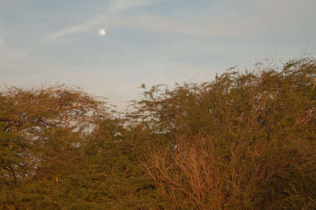 Trees moved by the wind and full moon. Langue de Barbarie National Park. Saint-Louis. Senegal.の写真素材