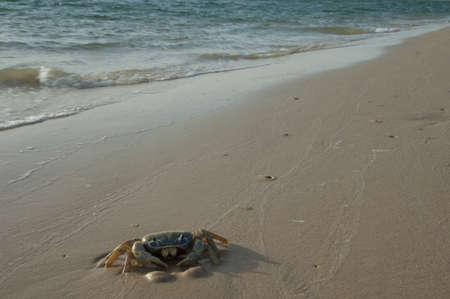 Crab in the Senegal River. Langue de Barbarie National Park. Saint-Louis. Senegal.