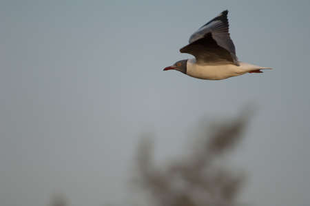 Grey-headed gull Chroicocephalus cirrocephalus poliocephalus in flight. Langue de Barbarie National Park. Saint-Louis. Senegal.の写真素材
