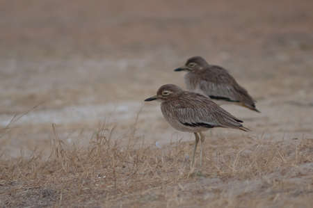 Senegal thick-knees Burhinus senegalensis in the Langue de Barbarie National Park. Saint-Louis....