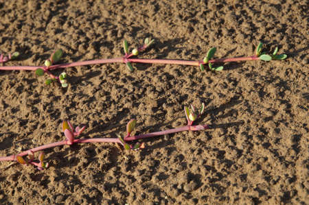 Creeping plants on the ground. Oiseaux du Djoudj National Park. Saint-Louis. Senegal.