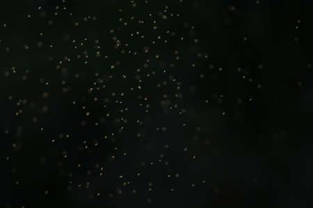 Insects flying in the Oiseaux du Djoudj National Park. Saint-Louis. Senegal.