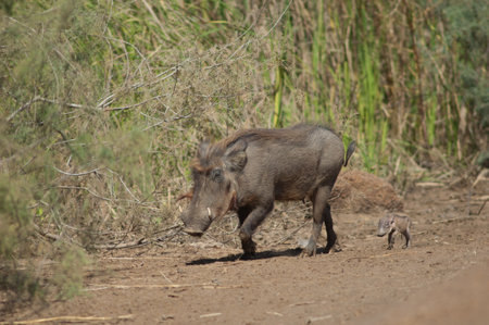 Nolan warthogs Phacochoerus africanus africanus. Female with a young. Oiseaux du Djoudj National Park. Saint-Louis. Senegal.の写真素材