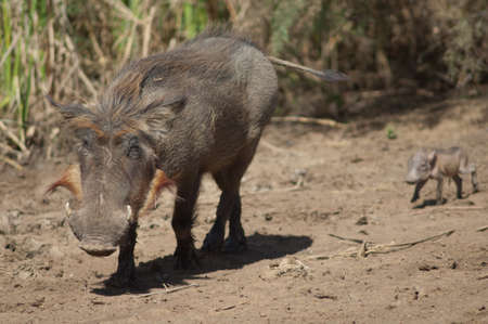 Nolan warthogs Phacochoerus africanus africanus. Female with a young. Oiseaux du Djoudj National Park. Saint-Louis. Senegal.の写真素材