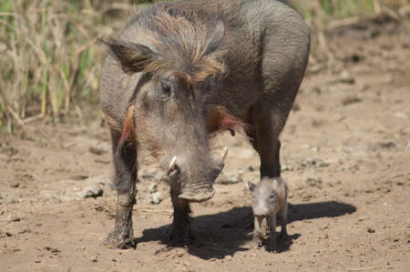 Nolan warthogs Phacochoerus africanus africanus. Female with a young. Oiseaux du Djoudj National Park. Saint-Louis. Senegal.の写真素材