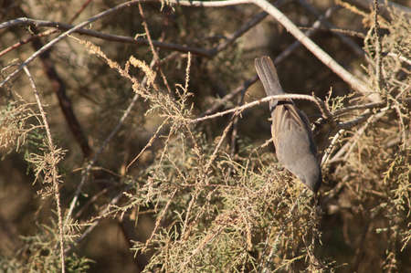 Male western subalpine warbler Curruca iberiae. Oiseaux du Djoudj National Park. Saint-Louis....