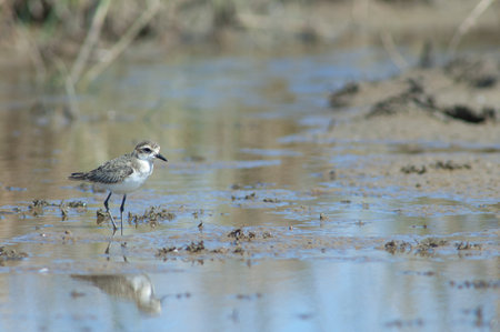 Immature Kittlitzs plover Charadrius pecuarius. Oiseaux du Djoudj National Park. Saint-Louis....