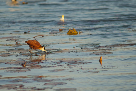 African jacana Actophilornis africanus searching for food. Oiseaux du Djoudj National Park. Saint-Louis. Senegal.の写真素材