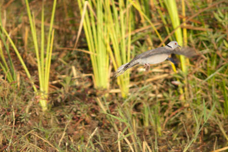 Mourning collared dove Streptopelia decipiens taking flight. Oiseaux du Djoudj National Park. Saint-Louis. Senegal.の写真素材