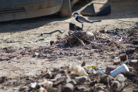 Spur-winged lapwing Vanellus spinosus on a pile of garbage and car in the background. Saint-Louis. Senegal.の写真素材