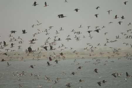 Northern pintails Anas acuta flying in the background. Oiseaux du Djoudj National Park. Saint-Louis....