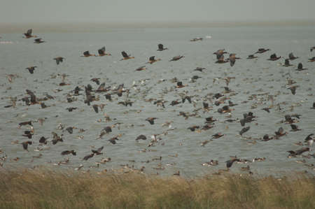 Flock of white-faced whistling ducks, fulvous whistling ducks, garganey and northern pintails....